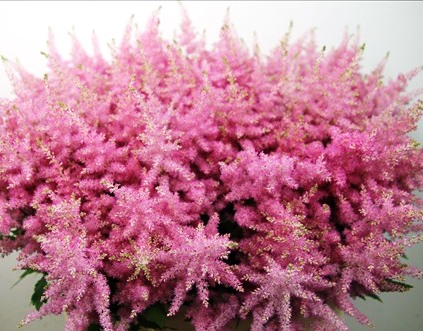 ASTILBE HONKY TONK
